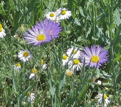 Image of tanseyleaf tansyaster