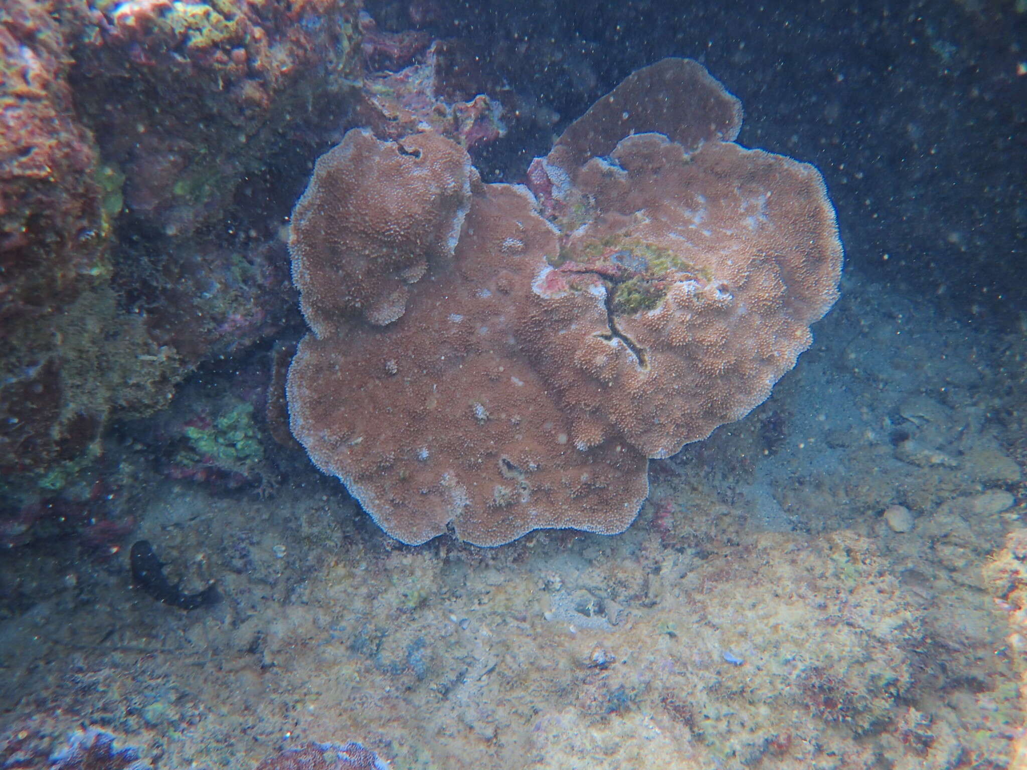 Montipora capitata (Dana 1846)的圖片