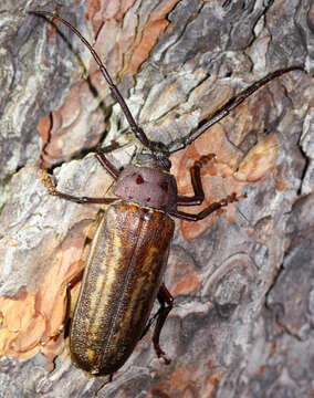 Image of Trichocnemis spiculatus neomexicanus (Casey 1890)