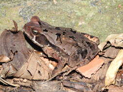 صورة Rhinella crucifer (Wied-Neuwied 1821)