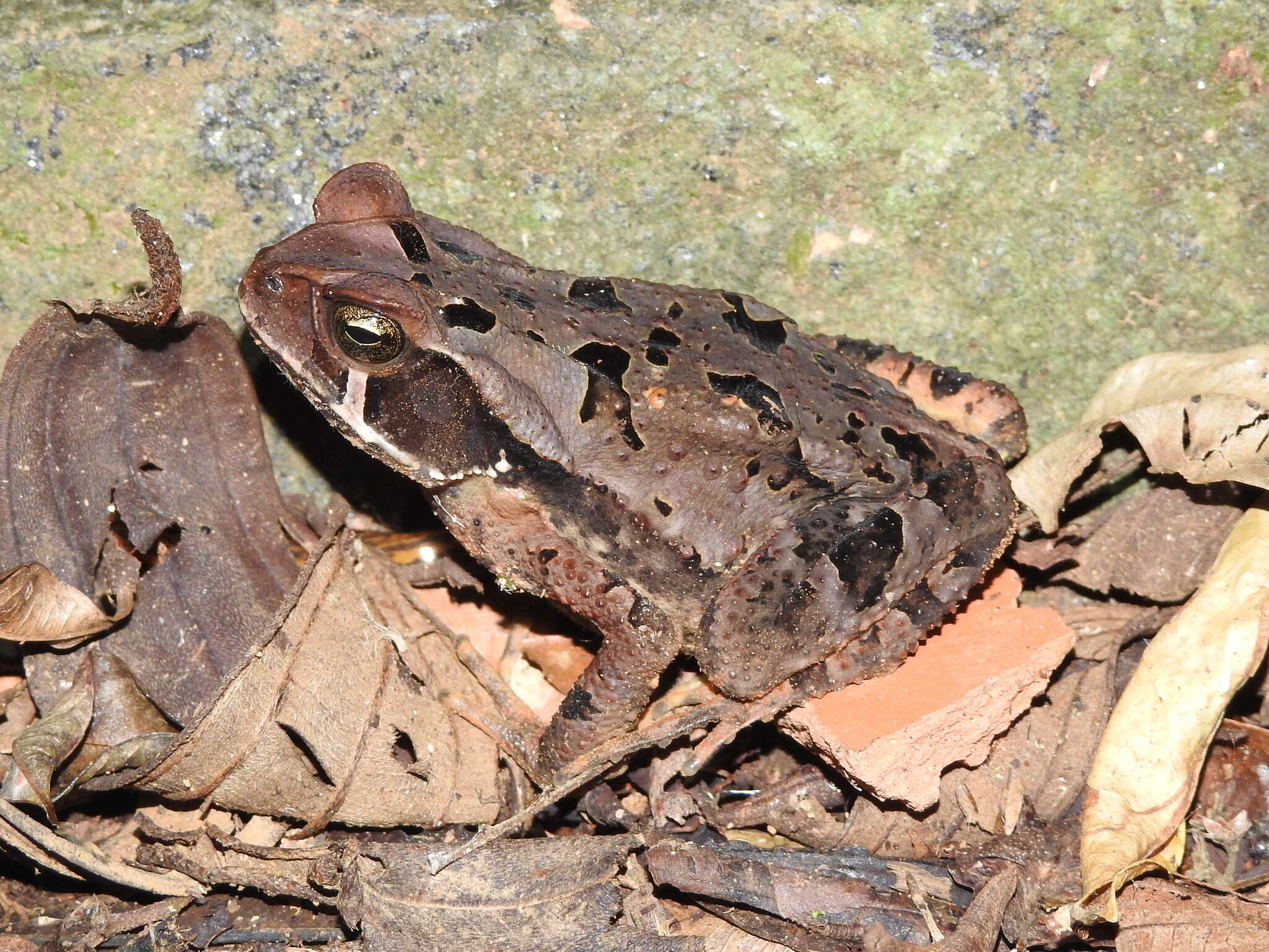 صورة Rhinella crucifer (Wied-Neuwied 1821)