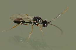 Image of <i>Anacharis zealandica</i>