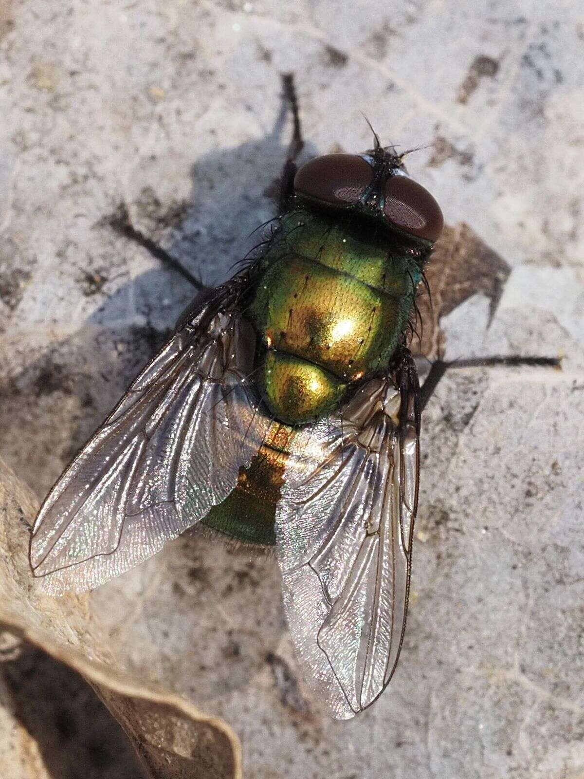 Image of Neomyia viridescens (Robineau-Desvoidy 1830)