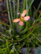 Image of Stylidium uniflorum subsp. uniflorum