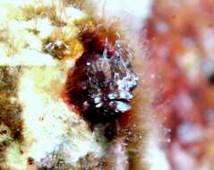 Image of Warthead blenny