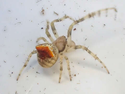 Image of Araneus montereyensis (Archer 1951)