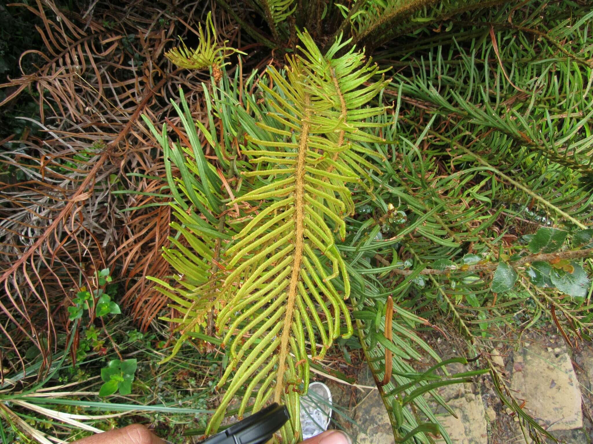 Image of Lomariocycas aurata (Fée) Gasper & A. R. Sm.