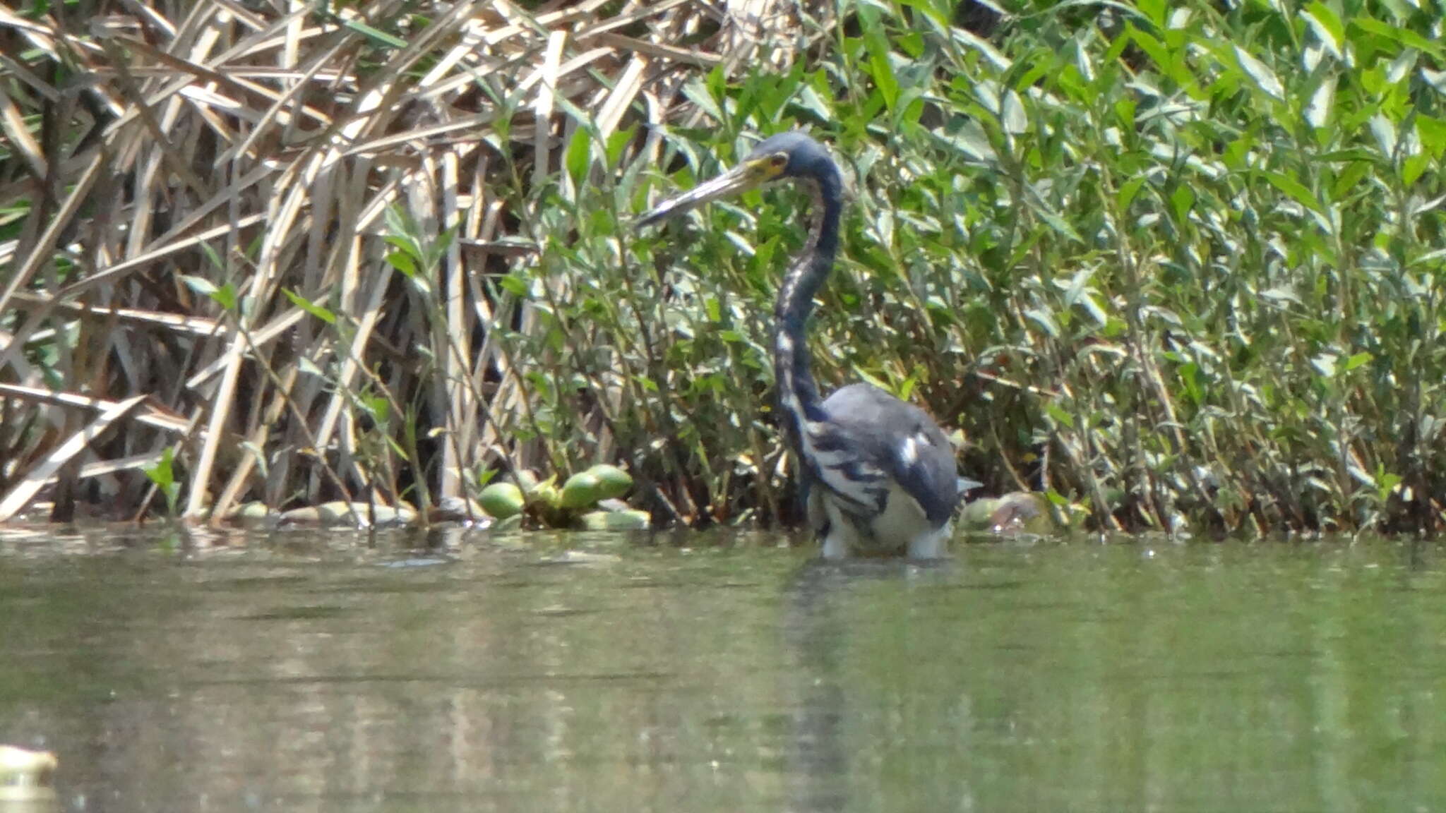 Image of Tricolored Heron