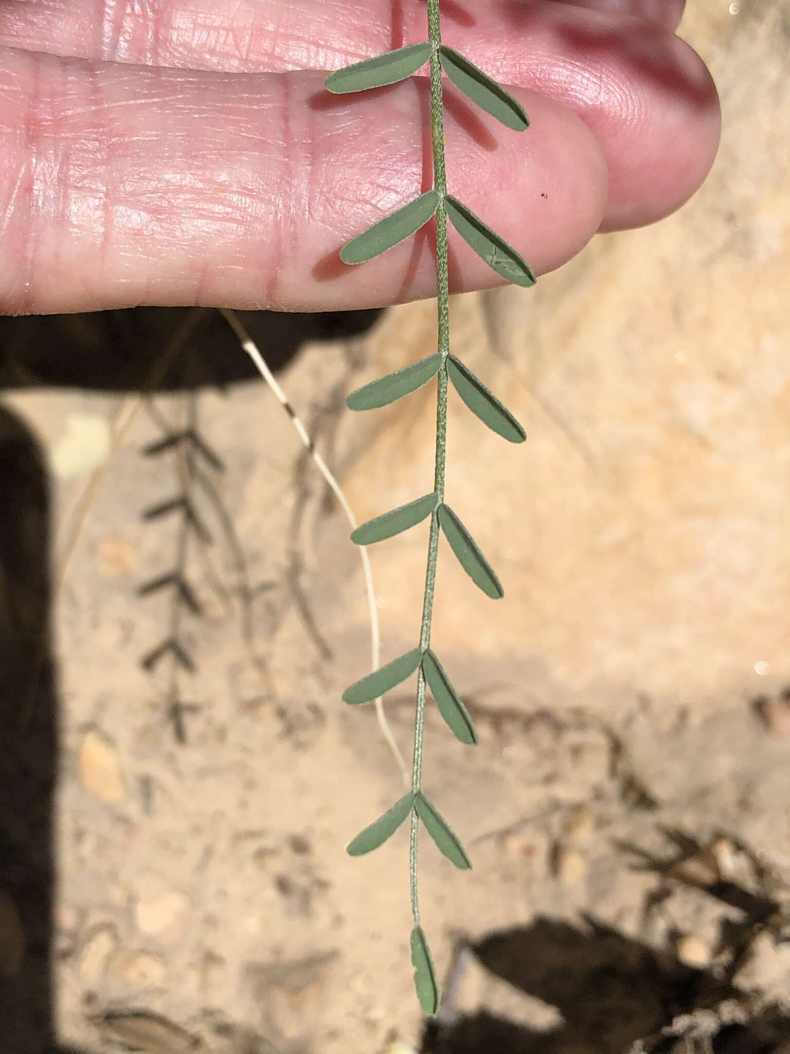 Image of Spring Mountain milkvetch