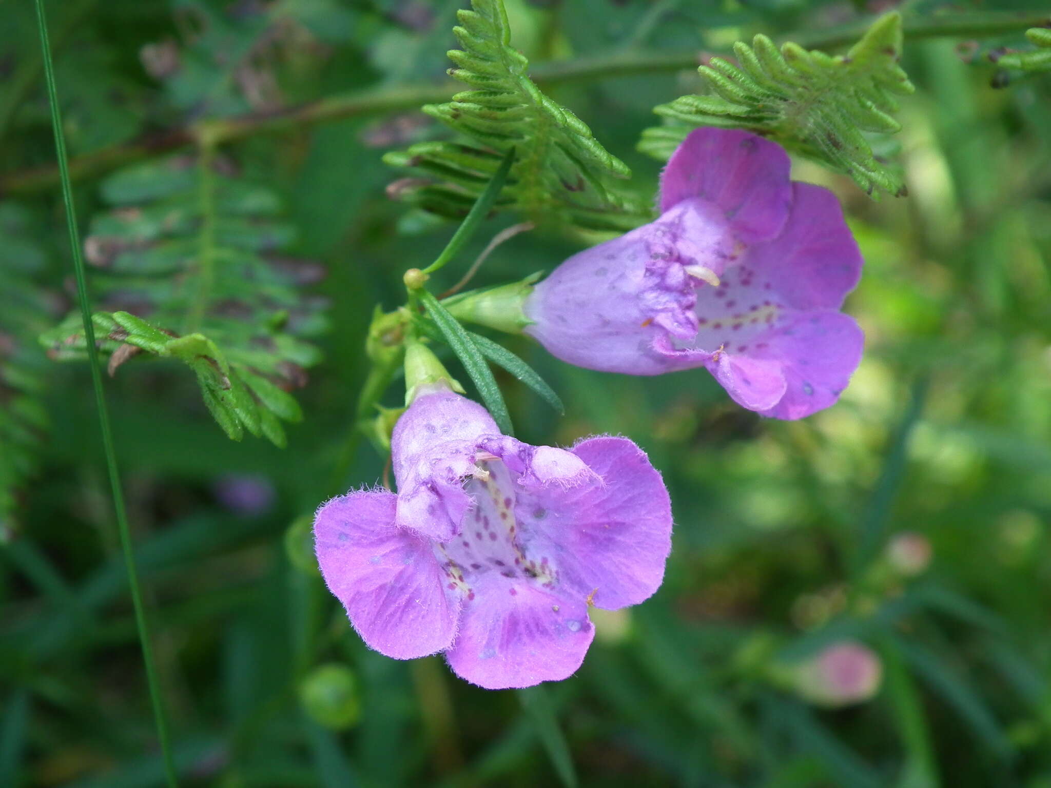 Image of <i>Agalinis <i>purpurea</i></i> var. purpurea