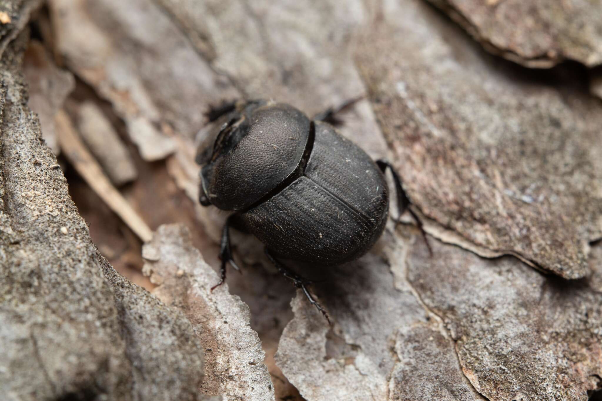 Sivun Onthophagus (Palaeonthophagus) verticicornis (Laicharting 1781) kuva