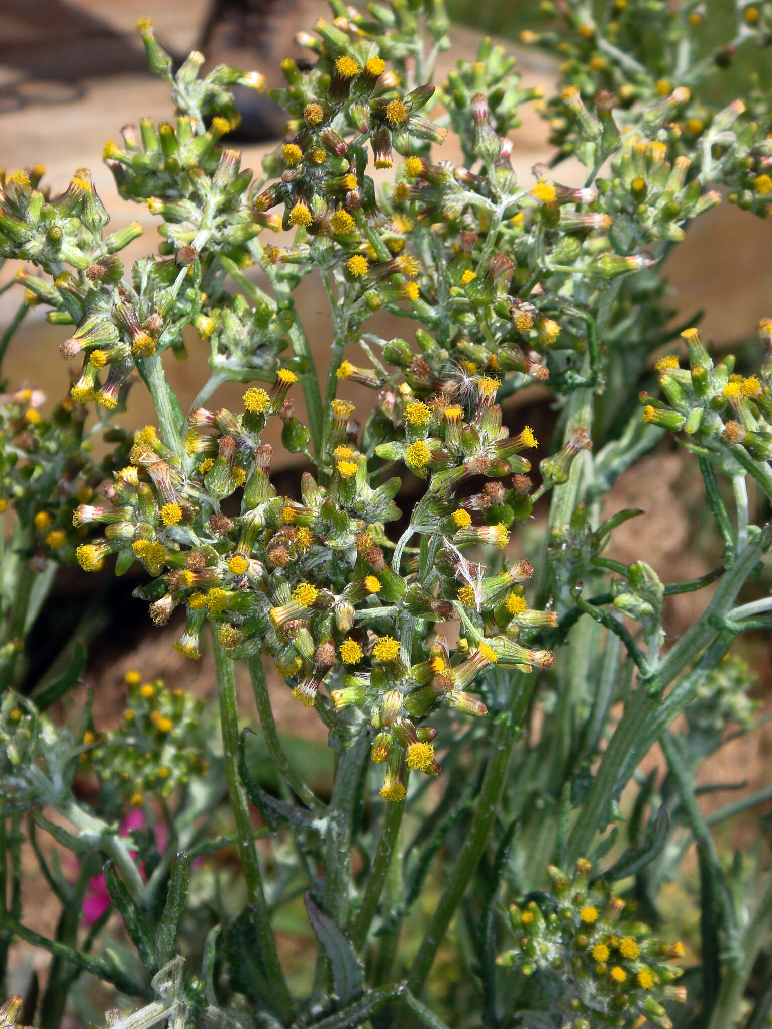 Image of Senecio glomeratus subsp. glomeratus