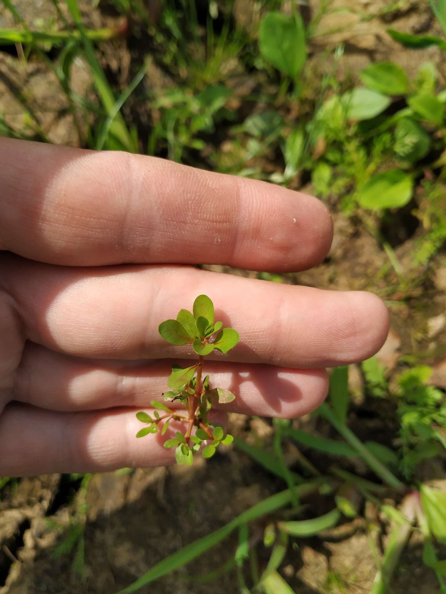 Plancia ëd Lythrum portula (L.) D. A. Webb