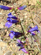 Image of bunchleaf penstemon