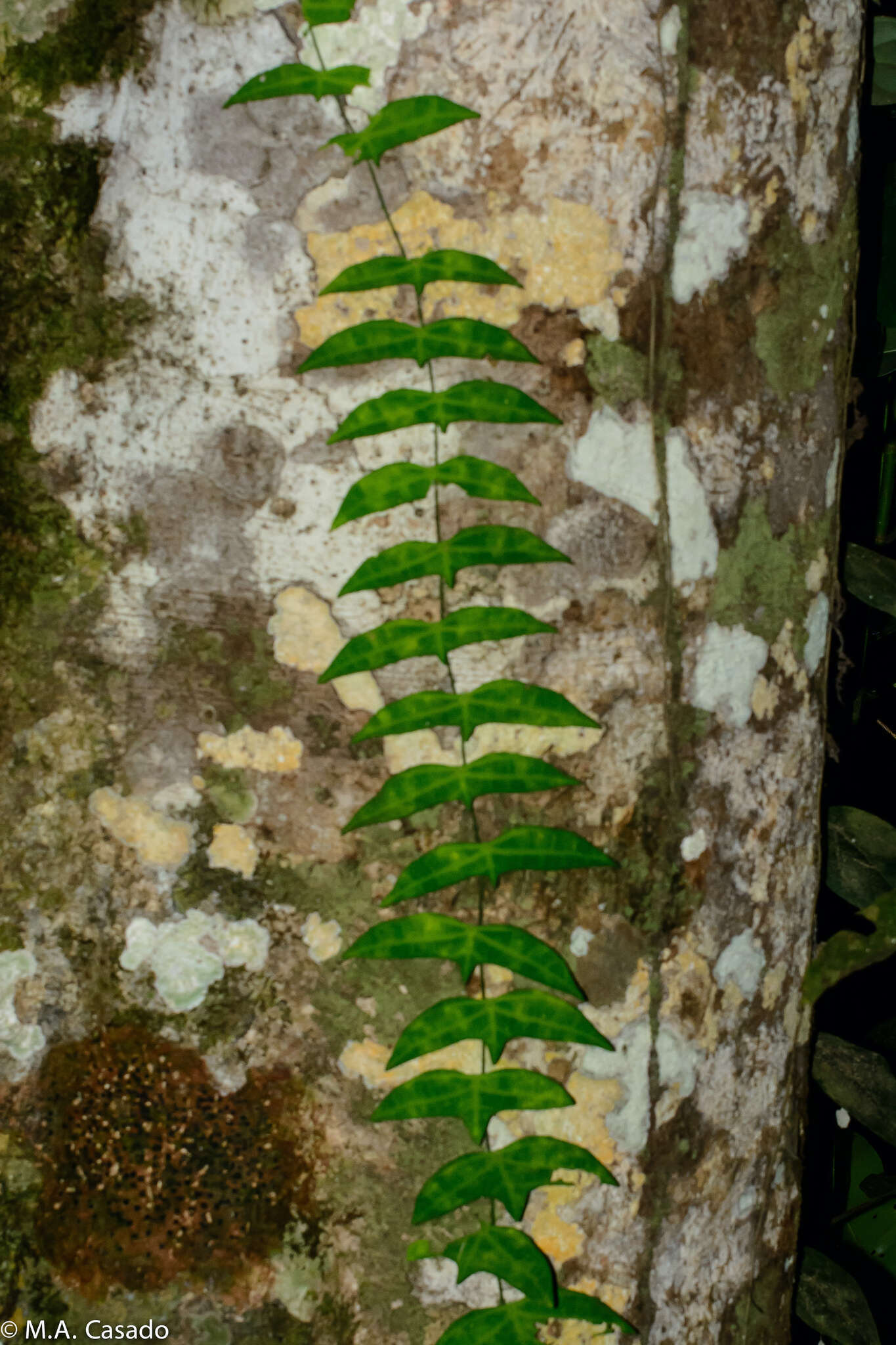 Image of Adenia cordifolia (Bl.) Engl.