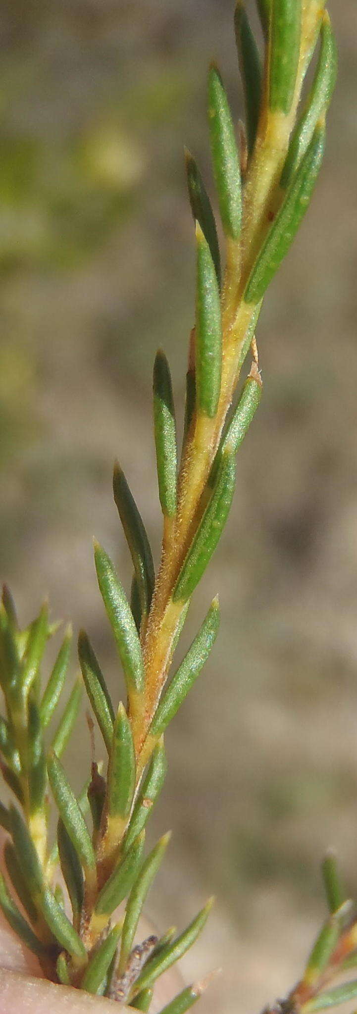 Image of Diosma rourkei I. Williams