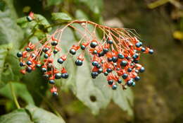 Imagem de Clerodendrum japonicum (Thunb.) Sweet