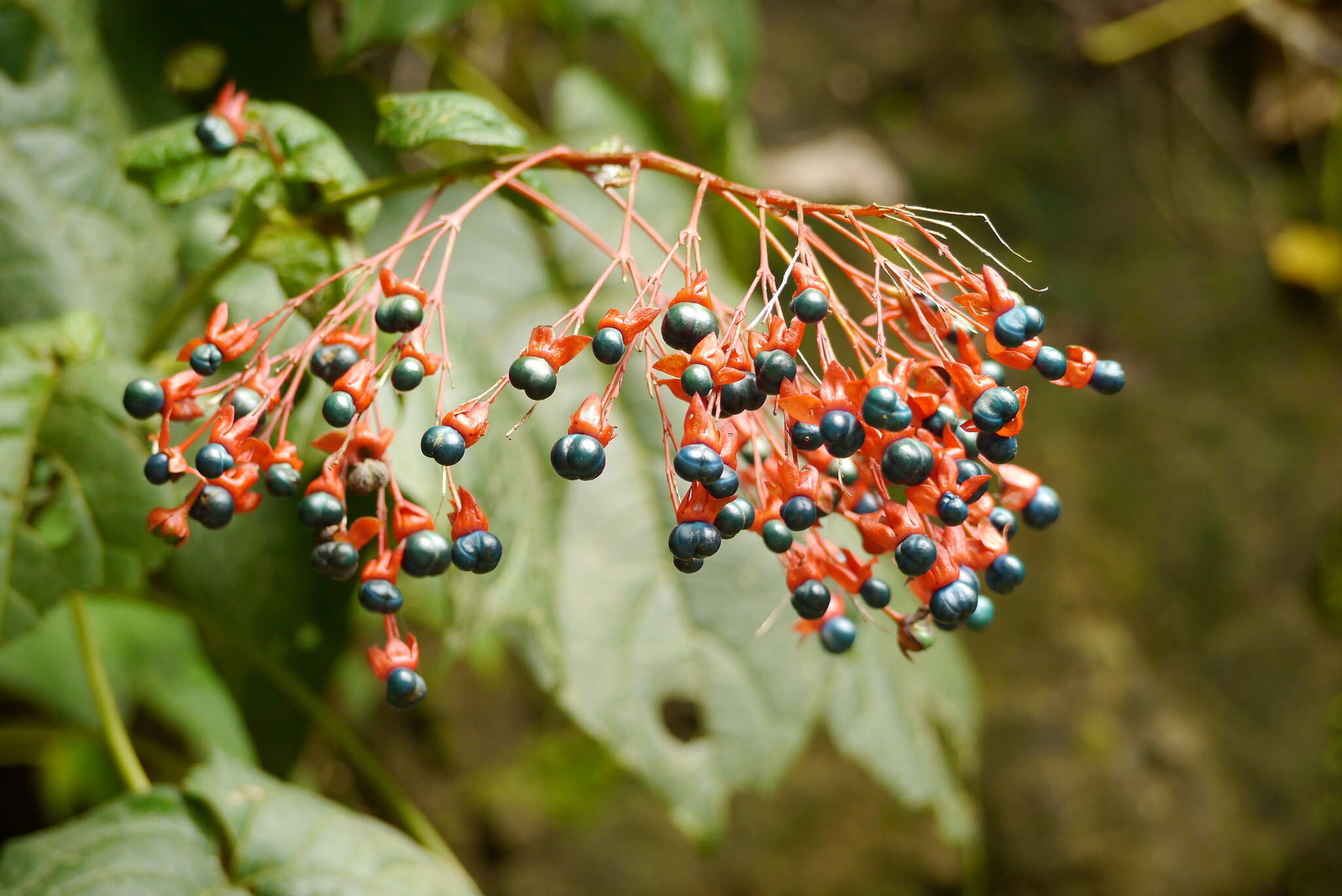 Imagem de Clerodendrum japonicum (Thunb.) Sweet