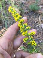 Image of showy goldenrod