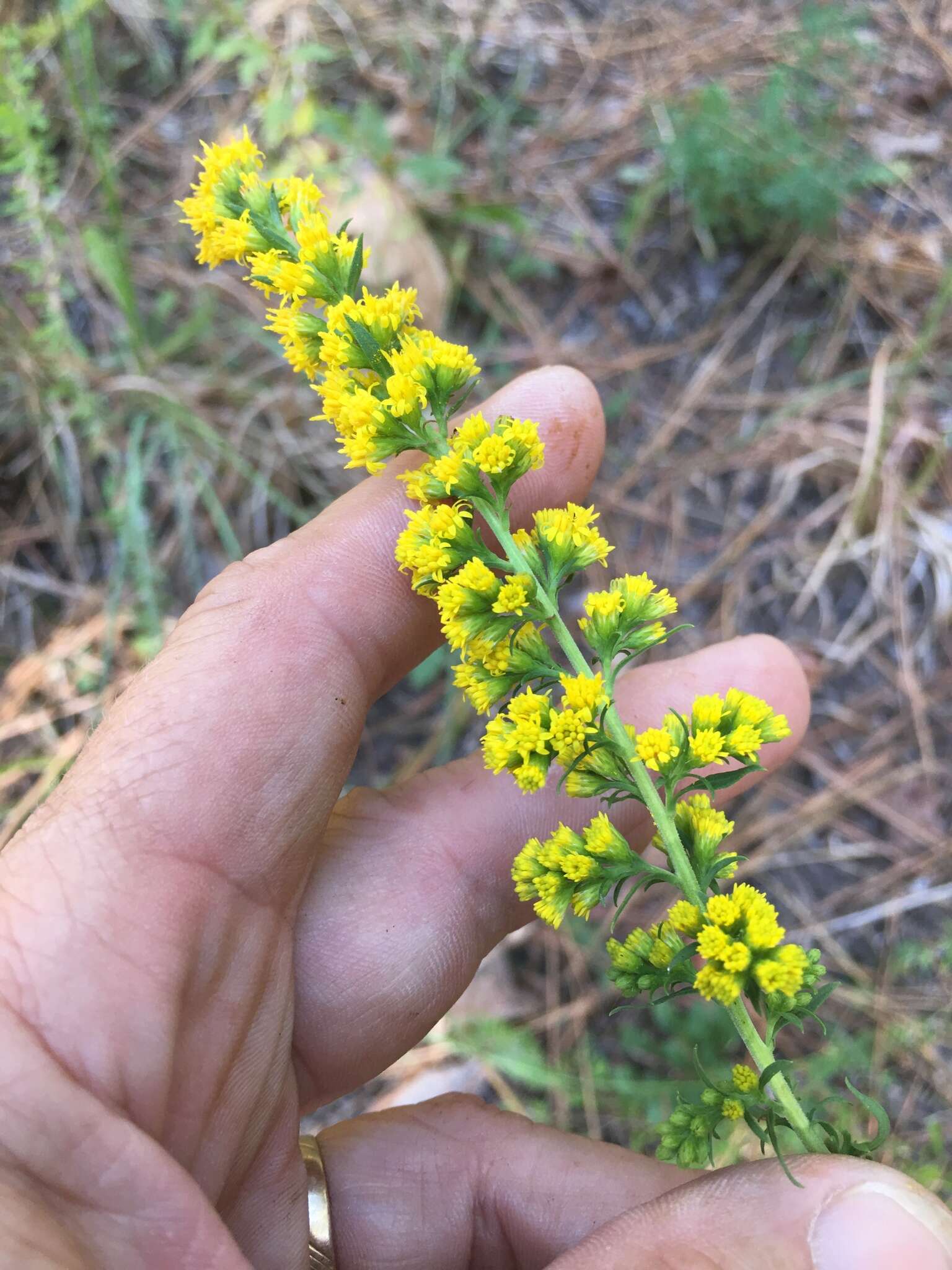 Image of showy goldenrod