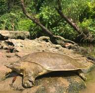 Image of Midland Smooth Softshell Turtle