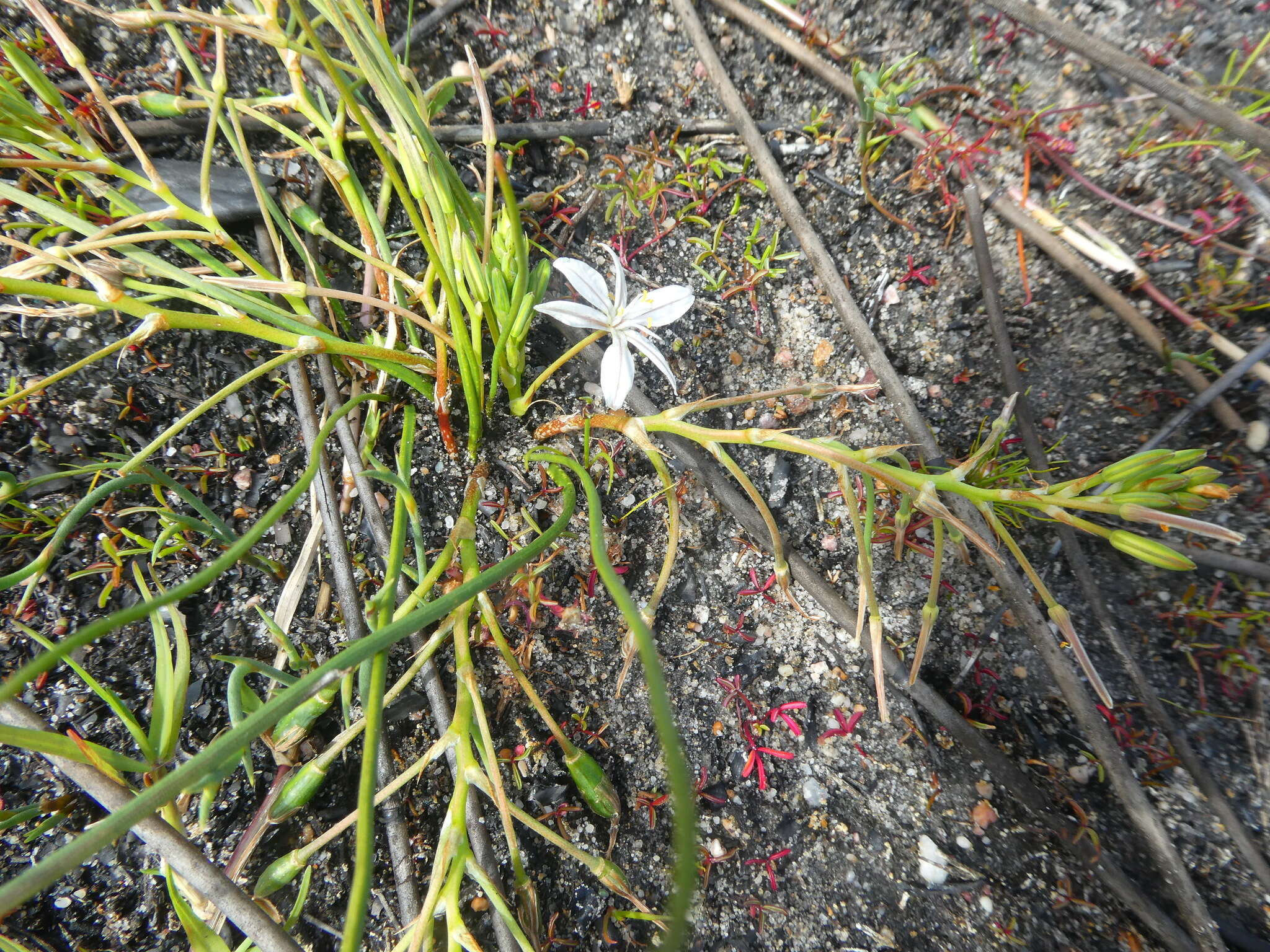 Image of Trachyandra filiformis (Aiton) Oberm.