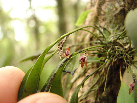 Imagem de Anathallis microphyta (Barb. Rodr.) C. O. Azevedo & Van den Berg