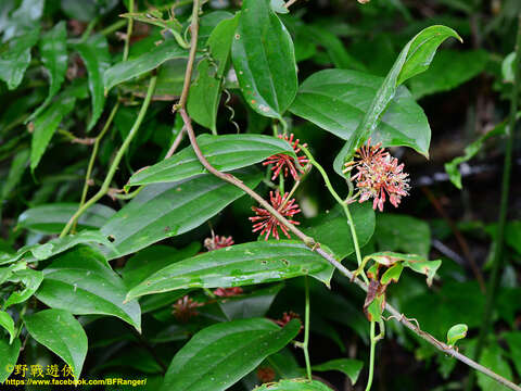 Image of Smilax bracteata C. Presl