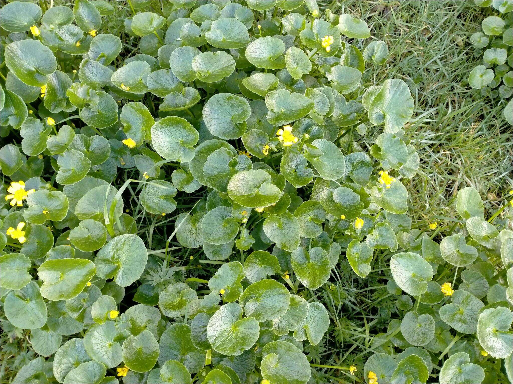 Image of Ficaria verna subsp. ficariiformis (Rouy & Foucaud) Maire