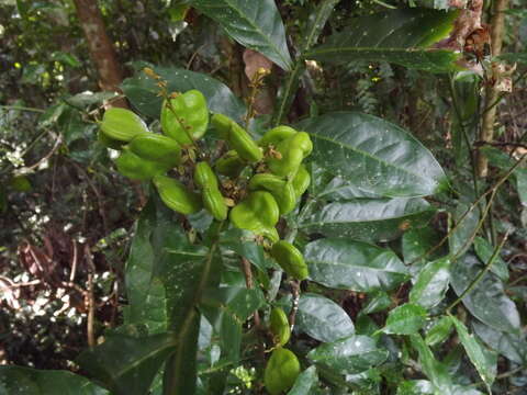 Image of Harpullia frutescens F. M. Bailey