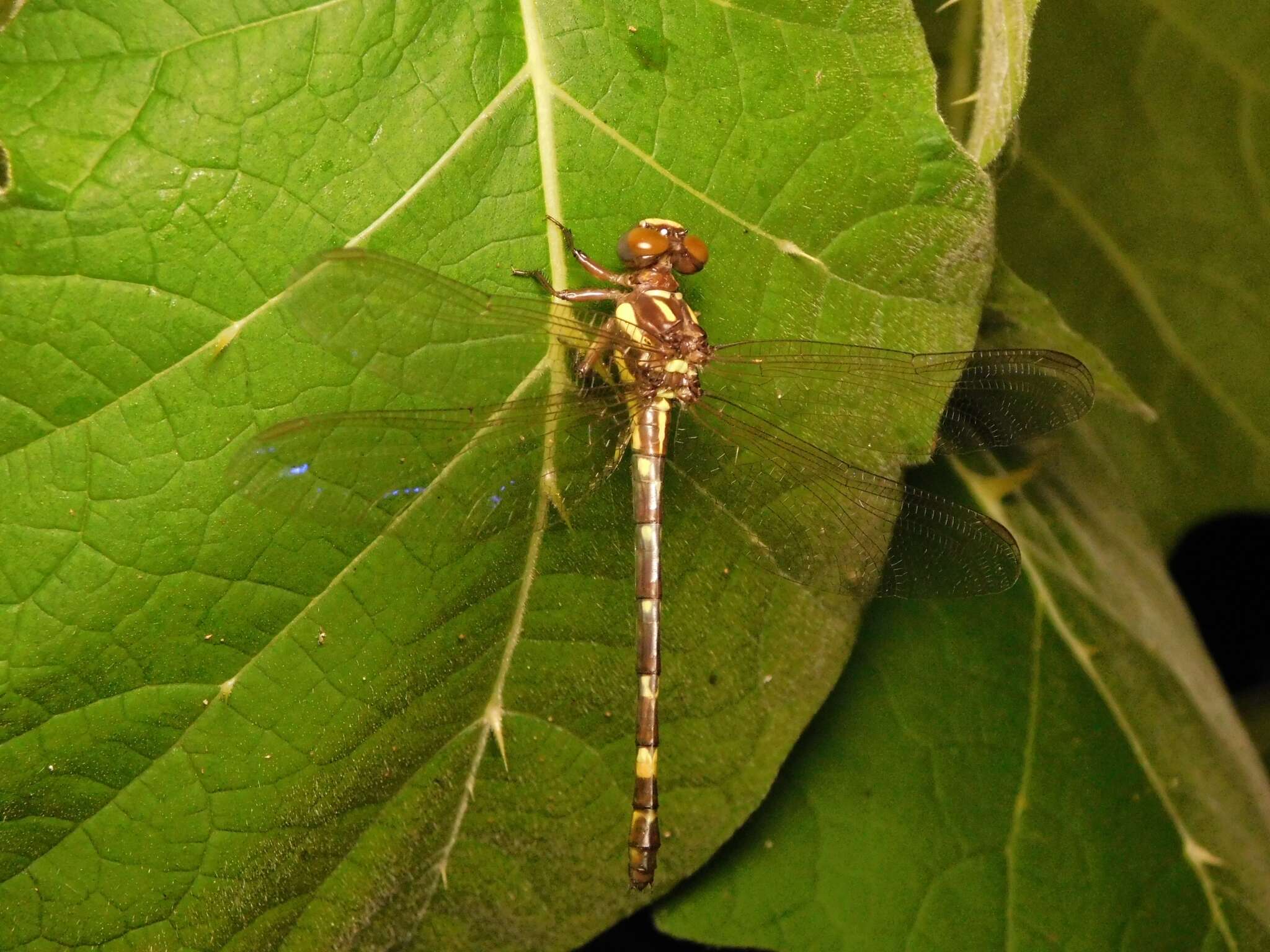 Image of Acrogomphus fraseri Laidlaw 1925