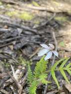 Image of Elegant Caladenia