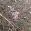 Image of Nemesia hanoverica Hiern