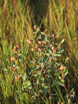 Image of Pluchea pteropoda Hemsl.