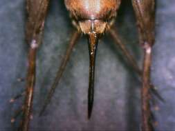 Image of Cuban Ground Cricket