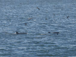 Imagem de Tursiops Gervais 1855