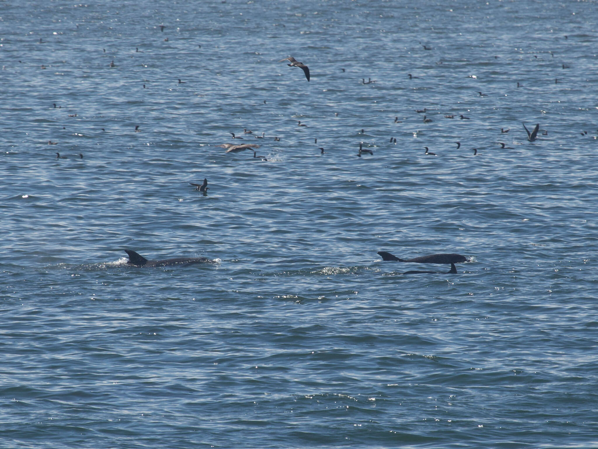 Imagem de Tursiops Gervais 1855