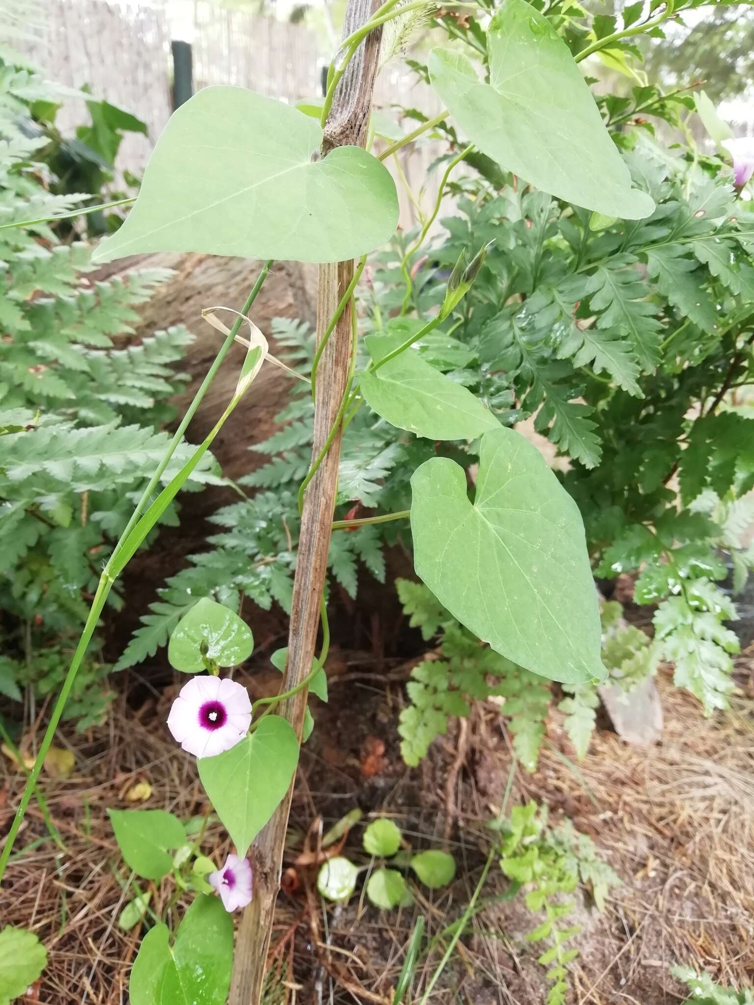 Image of Ipomoea grandifolia (Damm.) O'Donell