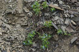 Imagem de Myosotis involucrata Stev.