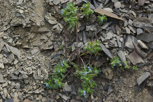 Image de Myosotis involucrata Stev.