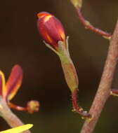 Image of Stylidium daphne A. Lowrie & K. F. Kenneally