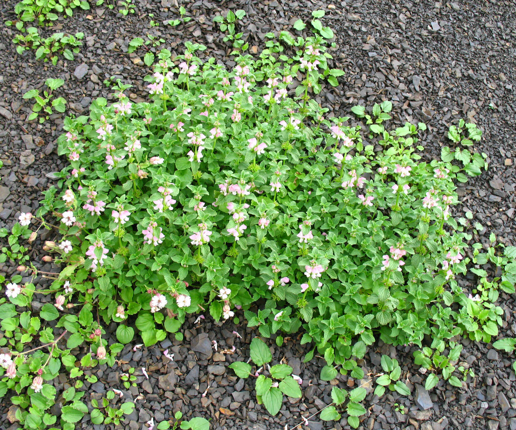 Image of Lamium tomentosum Willd.