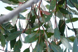 Image of brown stringybark