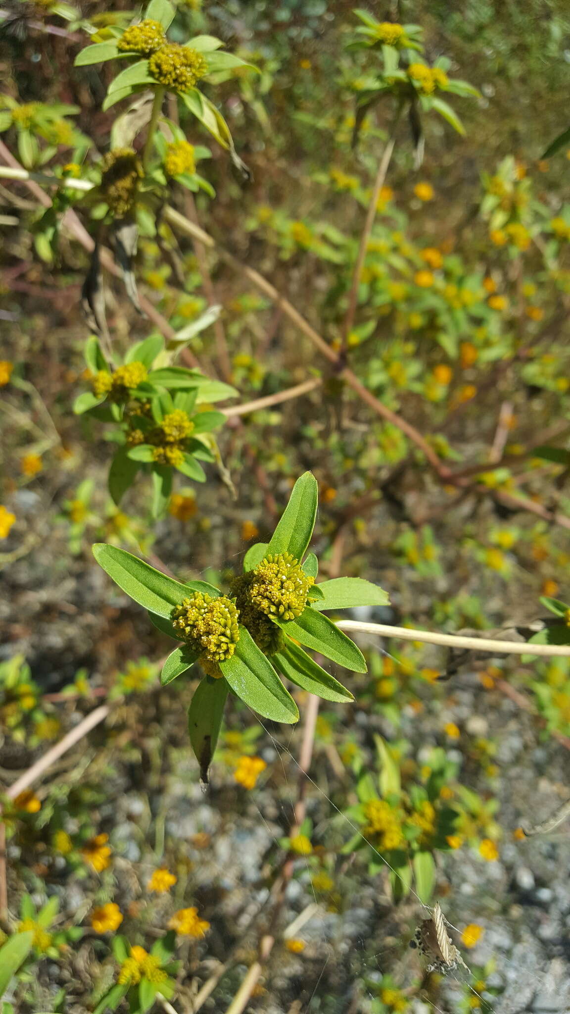 Image of clustered yellowtops