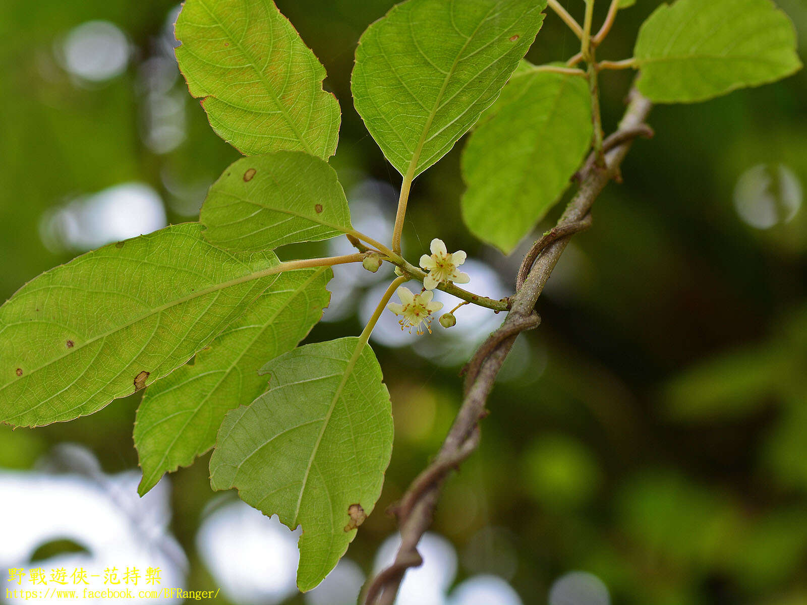 Image of Actinidia callosa var. discolor C. F. Liang