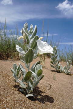 Image of Convolvulus persicus L.