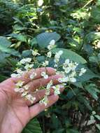 Image of Begonia cooperi C. DC.