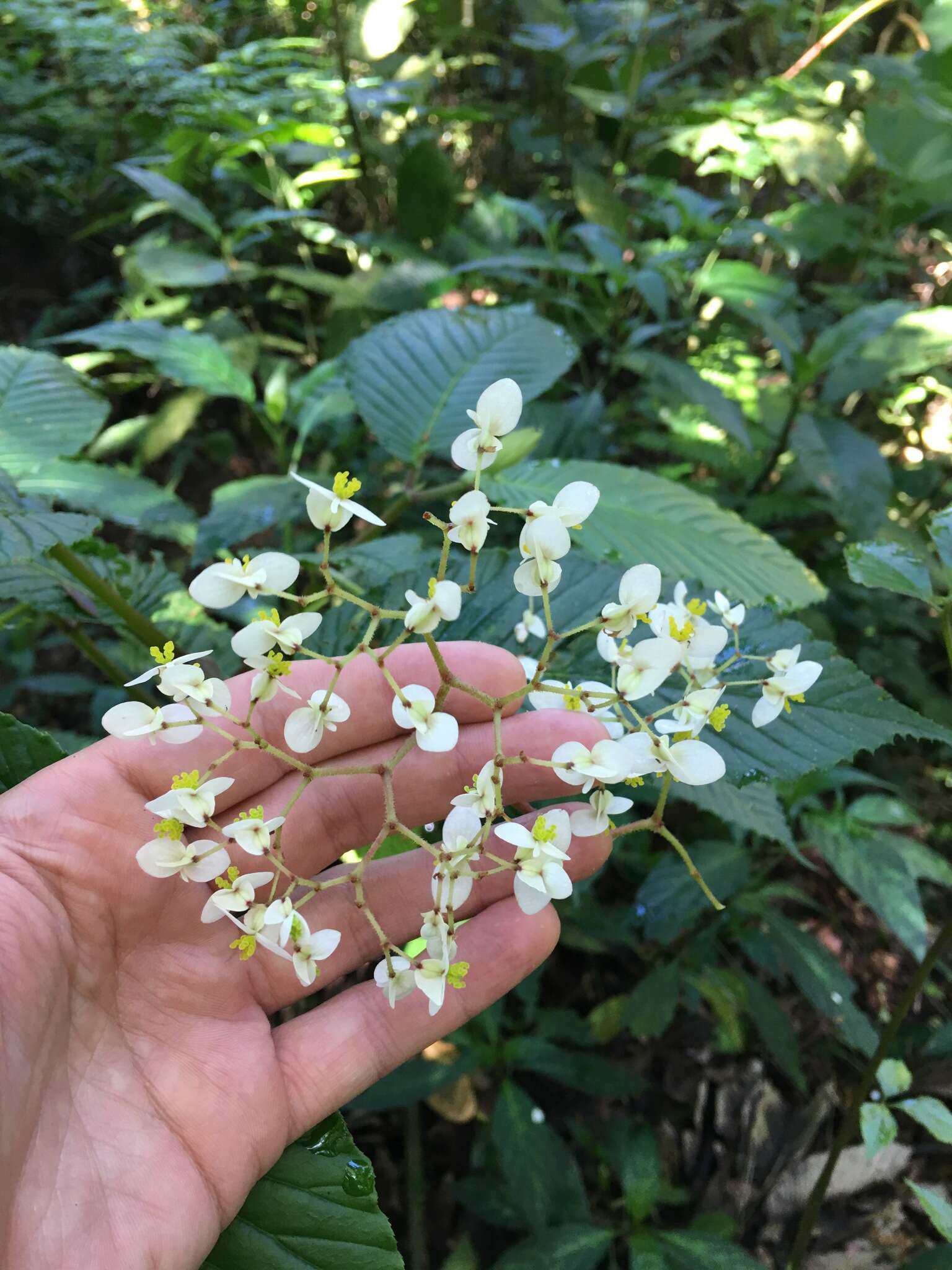 Image of Begonia cooperi C. DC.