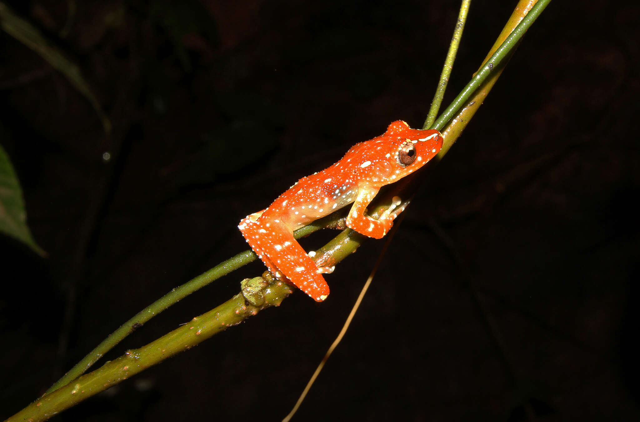 Слика од Nyctixalus pictus (Peters 1871)