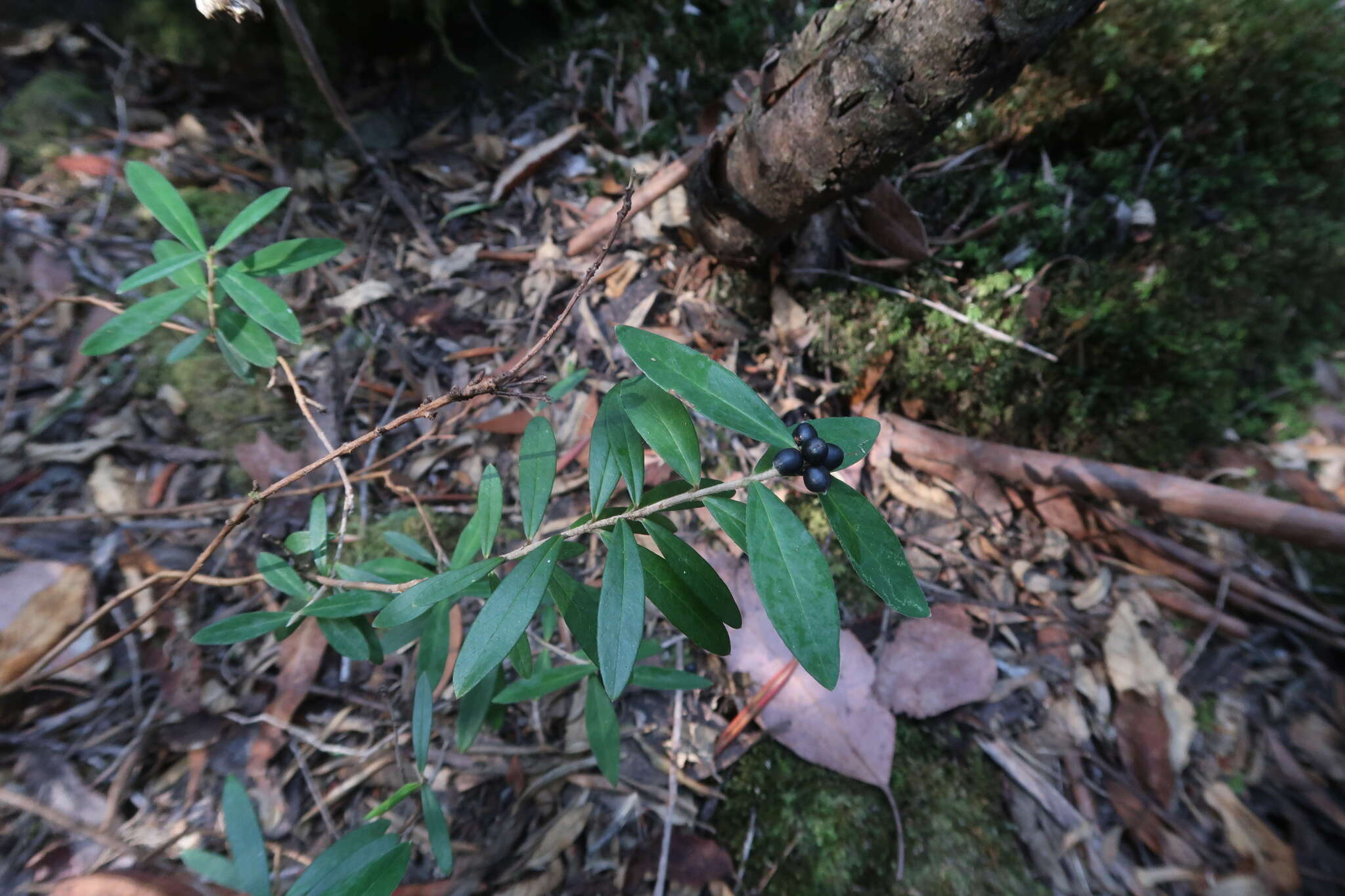 Image of Pimelea drupacea Labill.